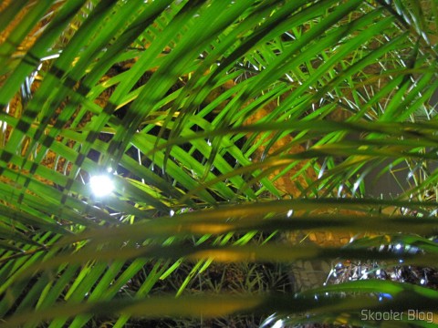 Folhas da Palmeira Fênix iluminadas pelo Refletor com 30 Lâmpadas LEDs 2W 200lm 7000K Solar a Prova D’Água (Waterproof Solar 2W 7000K 200lm 30-LED Flood Cool White Light Project Lamp – Black)