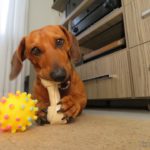 Osso Big Bone Nylon e Bola Espinho Pintada E os presentes foram aprovados