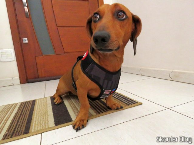 Peitoral para Cachorros Zee.Dog Mesh Plus Star Wars Darth Vader M, sendo usado pela primeira vez.
